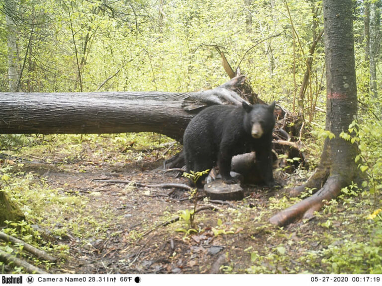 Wisconsin Black Bear Guide Service Zone A and D Joe Kalmon